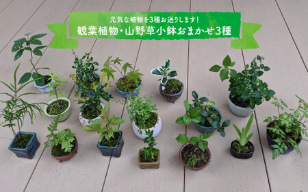 [お任せ3種]ミニ観葉植物 盆栽小鉢 テーブルプランツ 小さい プラントポット お花 緑 グリーン オシャレ 屋内 室内 癒やし