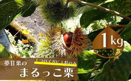 [ふるさと納税][まるっこ栗 秀品 夢甘栗 (約1kg)]生栗 くり 和栗 国産 クリ[冷蔵]先行受付 おすすめ 旬 高知県 佐川町 仁淀川流域夢甘栗生産者組合 くり蔵 1つのイガに1粒のみ 希少 [2026年10月中旬以降(予定)発送]