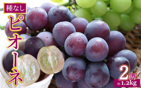 [ふるさと納税]先行予約[ピオーネ] ぶどう grape fruit フレッシュ 旬 果物 くだもの 高知県 佐川町産[冷蔵][2025年8月上旬以降に発送]