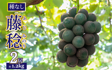 [ふるさと納税]先行予約[藤稔] ぶどう grape fruit フレッシュ 旬 果物 くだもの 高知県 佐川町産[冷蔵][2025年8月上旬以降に発送]