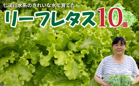 【ふるさと納税】 ＜佐川町産 リーフレタス 10袋＞水耕栽培 野菜 高知 新鮮 西村農園 【冷蔵】