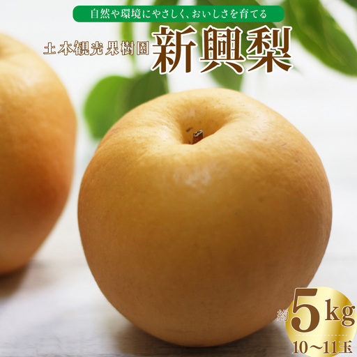 [ふるさと納税][新興梨 [期間・数量限定]]梨 5kg 10〜11玉 高知県 佐川町 黒岩 土本観光果樹園 フルーツ[常温]