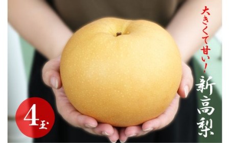 大きくて甘い 越知町の新高梨[約700g 4玉]フルーツ 果物 新鮮 産直