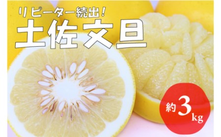 【2022年発送】土佐文旦（約3kg/4～7玉）　フルーツ 果物 新鮮 産直