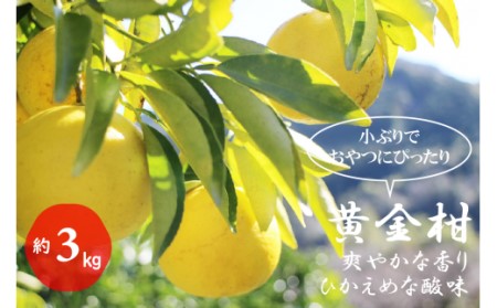 黄金柑(約3kg)
