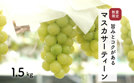 [先行予約・2025年9月]数量限定 マスカサーティーン 1.5kg 産地直送 農家直送 甘い 大きい 種なし ぶどう 果物