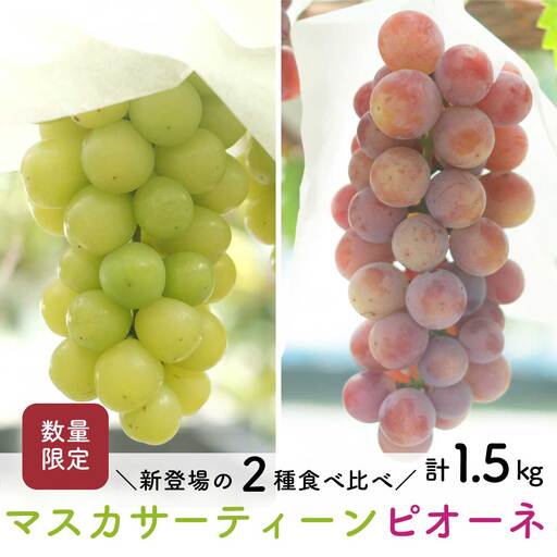 【先行予約・2026年8月】数量限定 食べ比べセット！マスカサーティーン＆ピオーネ 合計約1.5kg 産地直送 農家直送 甘い 大粒 種なし ぶどう 果物 ギフト