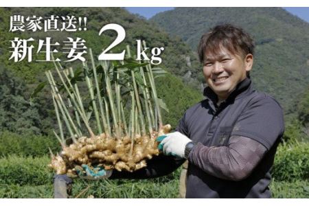 [先行予約・2025年11月]新生姜 2kg 高知 生姜 しょうが 農家直送 期間限定 新ショウガ 旬 秋の新しょうが