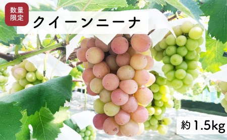 【先行予約・2025年9月】希少品種 数量限定 特大クイーンニーナ 1.5kg 産地直送 農家直送 甘い 大きい 種なし ぶどう 果物 限定品