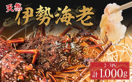 `Il\Y̓VRɐCV2`3Civ1000j^Dns-13  CN  ɐCV