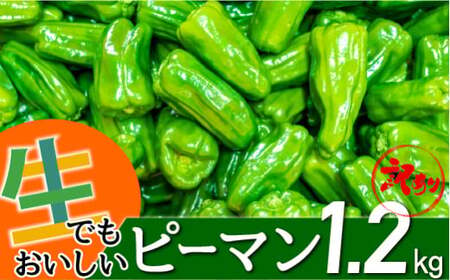 選ぶ価値あり!生でもおいしいえぐみの少ないピーマン[訳アリ1.2kg]/Fsn-01