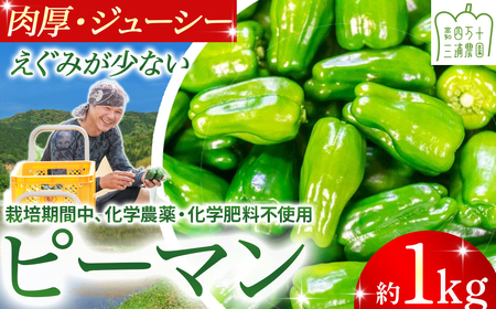 肉厚ジューシー！栽培期間中化学農薬・化学肥料不使用のえぐみ少ないピーマン1kg ／Fms-13 農産物 新鮮 ぴーまん ピーマン 肉厚ピーマン 野菜 大量