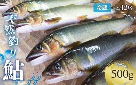 [祝!!生鮎解禁!]四万十川上流の天然釣り鮎 500g[冷蔵4〜12尾][着日指定不可]あゆ アユ 魚 魚介 川魚 塩焼き 甘露煮 冷蔵 天然 鮎