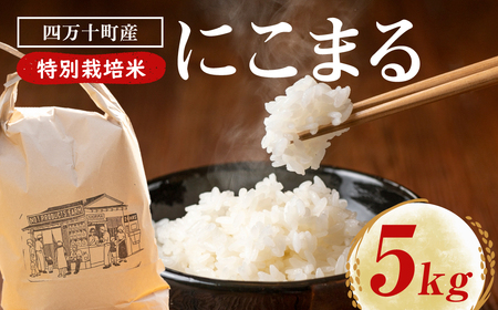 [にこまる][数量限定]四万十清流育ち!つや甘み際立つ にこまる 5kg 米 こめ 白米 /