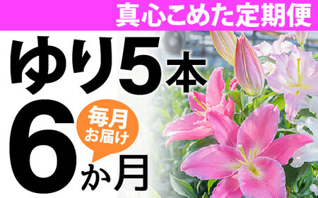 [6か月間]毎月届く四万十町産のゆり5本の定期便
