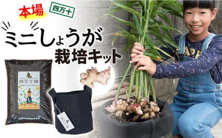 知育にも人気!本格農業体験しょうが「ミニ」栽培キット  趣味 ガーデニング 家庭菜園 園芸 ベランダ菜園 プランター 種 種子 プロ仕様の肥料 新生姜 薬味 甘酢漬けや天ぷらに