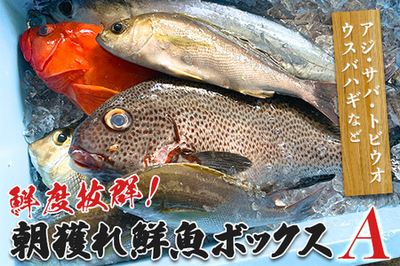 鮮度抜群！朝獲れ鮮魚ボックスA