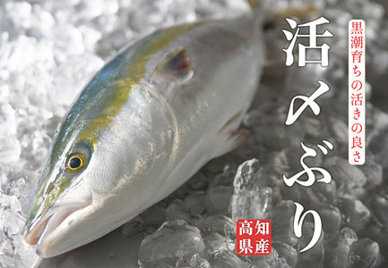 ���m���Y �Ԃ� ���Y �ۂ��� 1�{ 4kg�ȏ� �� �u�� �h�g �① �N���N�n �Y�n���� ���h�g