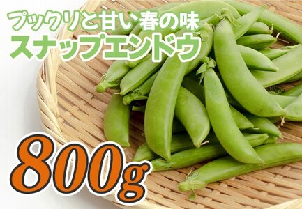 スナップエンドウ 800g 豆 えんどう 産地直送 新鮮 旬の春野菜 厳選 採れたて サラダ 彩り