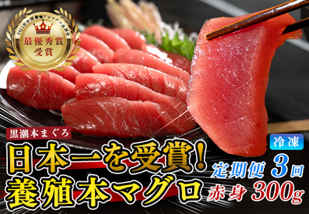 まぐろ マグロ 本鮪 黒潮本まぐろ 赤身 定期便 3回 300g × 3回 刺身 柵 冷凍 産地直送