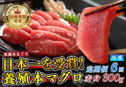 まぐろ マグロ 本鮪 黒潮本まぐろ 赤身 定期便 6回 300g × 6回 刺身 柵 冷凍 産地直送