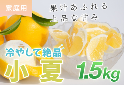 小夏 1.5kg 家庭用 日向夏 ニューサマーオレンジ 柑橘 みかん ノーワックス こなつ くだもの 果物 産直 旬の果物 お取り寄せ 産地直送 フルーツ 爽やか スッキリ 甘い 高知県 大月町産 コーラルフルーツ農場