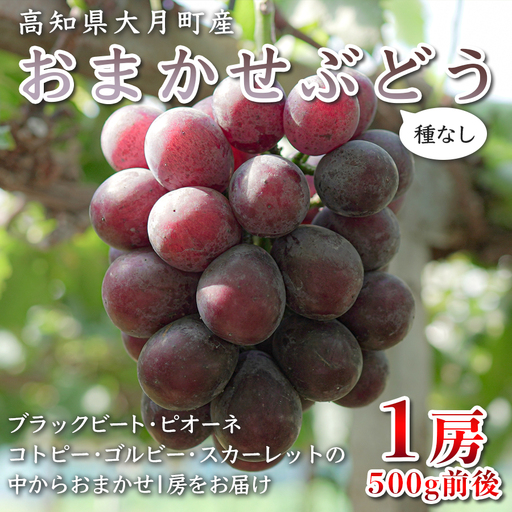 [2026年8･9月発送予定]ぶどう 種なし おまかせ 1房 (500g) ブドウ 葡萄 厳選 限定