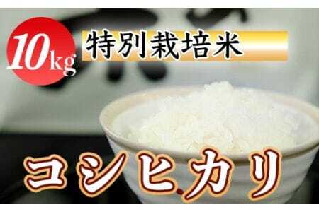 令和7年産（精白米）特別栽培米こしひかり 10kg