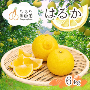 成田果樹園の はるか 6kg ( ご家庭用 ) はるか 柑橘 果物 フルーツ [1683]