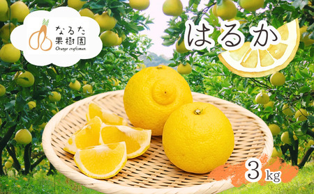 成田果樹園の はるか 3kg ( ご家庭用 ) はるか 柑橘 果物 [1682]