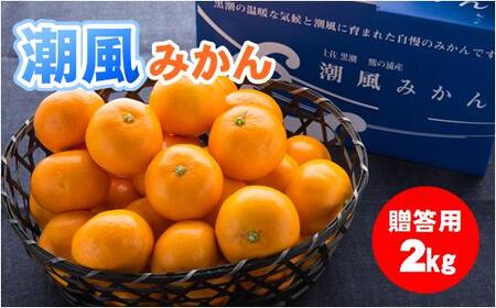 みかん レモン 柑橘類 検索結果 ふるさと納税サイト ふるなび