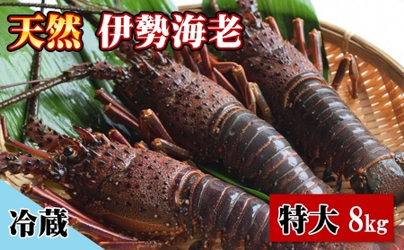 【 伊勢海老 】 天然 伊勢海老 特大 約8kg 9～14尾