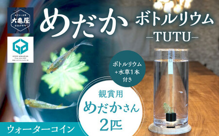 ߂{gE-TUTU- y(EH[^[RC)z