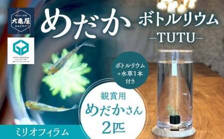 ߂{gE-TUTU- y(~ItB)z