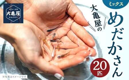 T̃~bNX߂ 20C