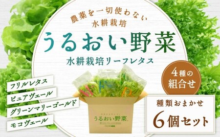 水耕栽培 リーフレタス「うるおい野菜」6個セット 野菜 フリルレタス ピュアヴェール グリーンマリーゴールド モコヴェール セット 福岡県 北九州市
