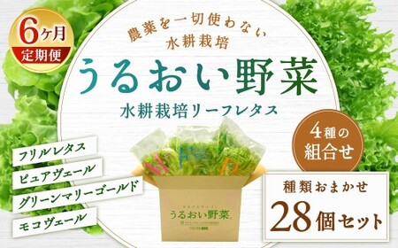 【定期1ヶ月毎6回】水耕栽培 リーフレタス「うるおい野菜」28個セット  野菜 フリルレタス ピュアヴェール グリーンマリーゴールド モコヴェール 定期便 セット 福岡県 北九州市