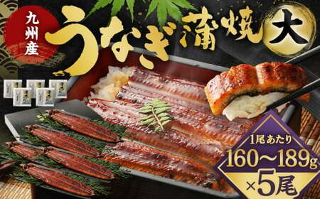 【年内配送】九州産 うなぎ 蒲焼 大 5尾 (1尾あたり160～189g)