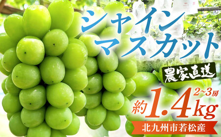[数量限定]農家直送 シャインマスカット 約1.4kg(2〜3房)有機肥料栽培 北九州市若松産 [2025年9月上旬-11月上旬発送予定] 果物 フルーツ 旬 新鮮 マスカット 大粒 種なし 冷蔵 福岡県産 九州産