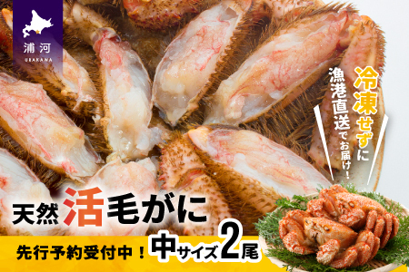 ystJnIz̊т TCYQZbgtwΉs[02-175]