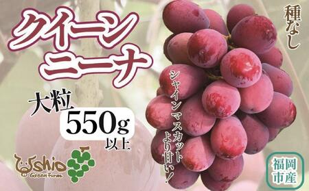 [2025年8月以降順次発送]福岡市産クイーンニーナ550g1房[北海道・沖縄・離島発送不可]