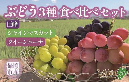 【2024年8月以降順次発送】福岡市産ぶどう3色セット1300g（計3房）【北海道・沖縄・離島発送不可】