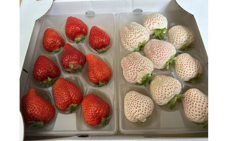 ܂ƓVĝgZbg500@@su꓇Y