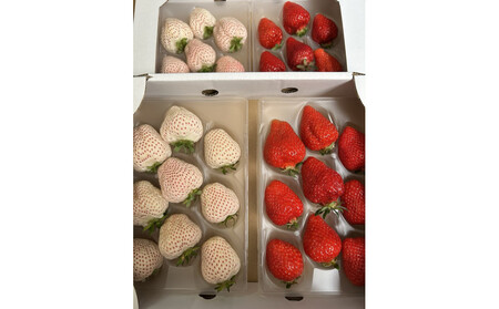 ܂ƓVĝgZbg1000@su꓇Y