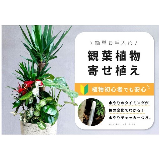 [福岡市]観葉植物の寄せ植え(ユッカ)観葉植物 植物 花 木 インテリア アクセント