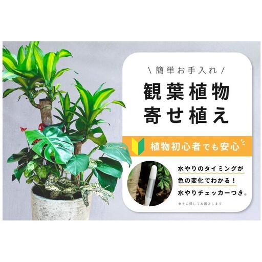 [福岡市]観葉植物の寄せ植え(幸福の木)観葉植物 植物 花 木 インテリア アクセント