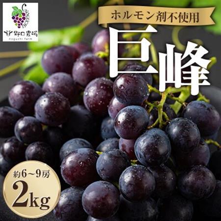 福岡県産　巨峰　2kg(野口農場)_果物・フルーツ ぶどう・マスカット  ブドウ 葡萄 _【配送不可地域：離島】【1526875】