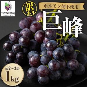 福岡県産　巨峰　1kg(野口農場)_果物・フルーツ ぶどう・マスカット  ブドウ 葡萄 _【配送不可地域：離島】【1529095】