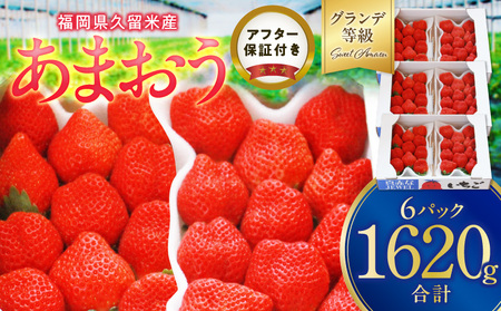 いちごの王様![あまおうグランデサイズ]3玉〜15玉(6パック)1月から発送_いちごの王様 あまおう グランデサイズ 3 〜 15 6 パック 1月から発送 酸味 甘味 完熟 果物 フルーツ よっちゃんファーム 福岡県 久留米市 お取り寄せ お取り寄せグルメ 送料無料_Fi065