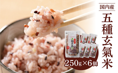 国内産 五種玄氣米 250g×6個 計1500g_国内産 五種玄氣米 250g×6個 お届け回数 1回 玄米 ブレンド 雑穀米 もち赤米 うるち玄米 もち 黒米 緑米 プチプチ 混ぜて炊くだけ 冷めても美味しい 主食 おにぎり 弁当 食卓 華やか 福岡県 久留米市 送料無料_Gr010